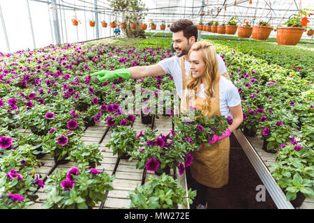 Paar Gärtner, die die Töpfe mit Blumen im Gewächshaus Stockfoto