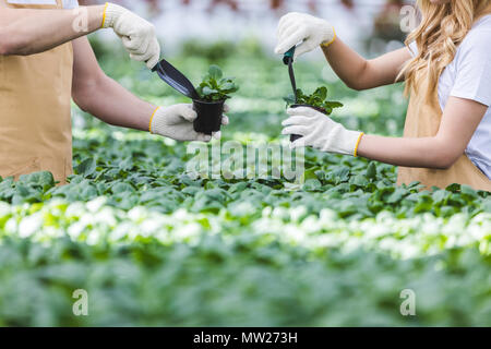 Nahaufnahme der Gärtner Blumen Pflanzen in der Baumschule Stockfoto