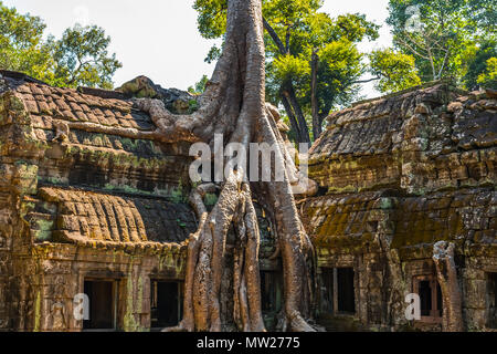 Wurzeln der riesige Baum auf der Atient alt Ta Phrom Tempel, Angkor Wat, Kambodscha Stockfoto