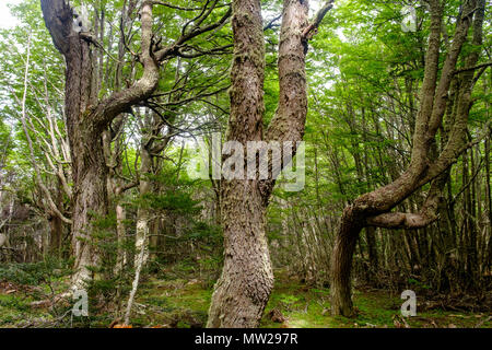 Die lenga Wälder auf der kriegerischen Berge in der Nähe von Ushuaia garantieren mysteriöse Erfahrungen mit seltsamen Bäume, als ob sie aus Märchen. Stockfoto