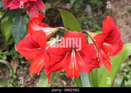 Rote Blume aus Costa Rica Stockfoto