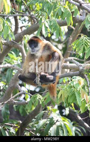 Affe sitzt im Baum Stockfoto