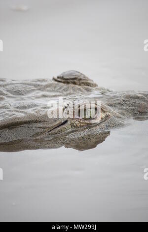 Krokodile Auge aus dem Wasser Stockfoto