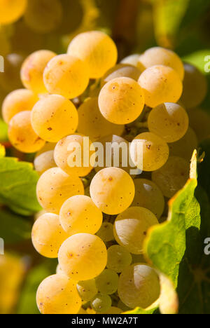 Weinberg Trauben, Yakima County, Washington Stockfoto