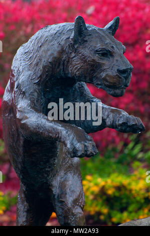 Cougar Statue, Washington State University-Vancouver, Vancouver, Washington Stockfoto