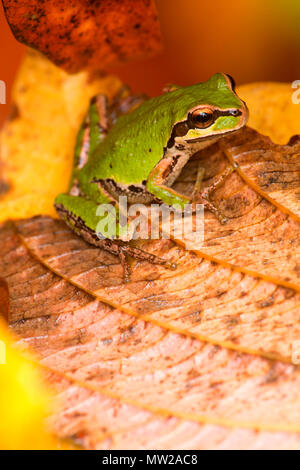 Pazifische Laubfrosch (Pseudacris Regilla), Nisqually National Wildlife Refuge, Washington Stockfoto