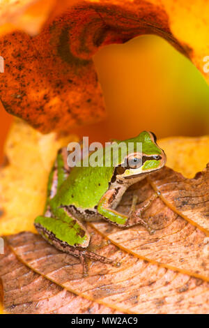 Pazifische Laubfrosch (Pseudacris Regilla), Nisqually National Wildlife Refuge, Washington Stockfoto