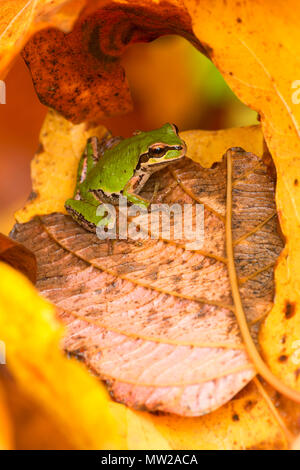 Pazifische Laubfrosch (Pseudacris Regilla), Nisqually National Wildlife Refuge, Washington Stockfoto