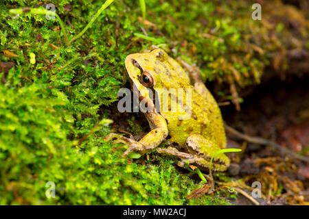 Pazifische Laubfrosch (Pseudacris Regilla), Nisqually National Wildlife Refuge, Washington Stockfoto