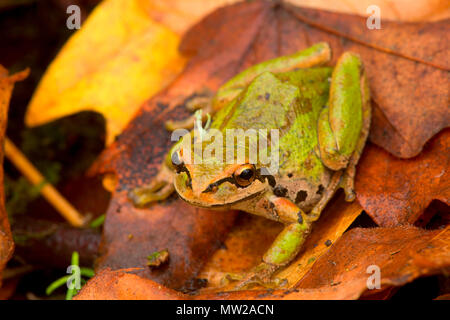 Pazifische Laubfrosch (Pseudacris Regilla), Nisqually National Wildlife Refuge, Washington Stockfoto