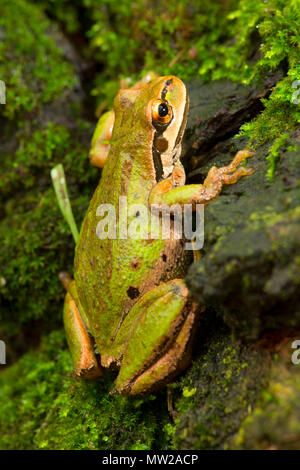 Pazifische Laubfrosch (Pseudacris Regilla), Nisqually National Wildlife Refuge, Washington Stockfoto