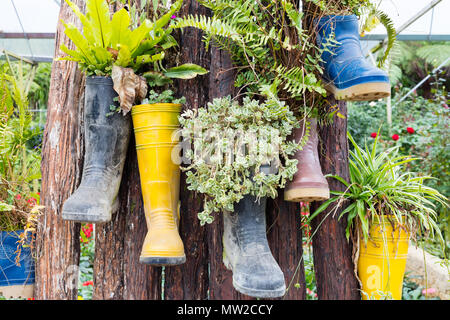 Gummistiefel wiederverwendet mit Pflanzen hängt am Baum im Freien Stockfoto