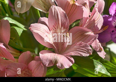 Leuchtend rosa Inkalilie, Blumenschau. Fokus gestapelt Makro. Stockfoto