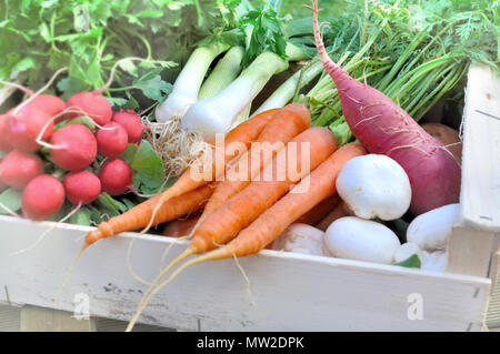 Paar frische Gemüse in einem Fach Stockfoto