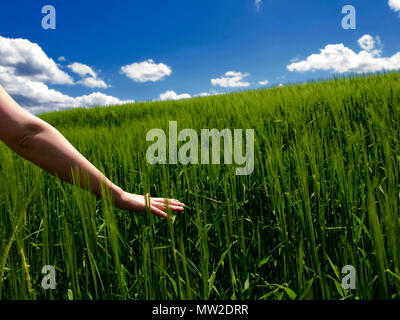 Die junge Frau Hand berühren Ohren von Gerste in einem Feld. Der Auvergne. Frankreich Stockfoto