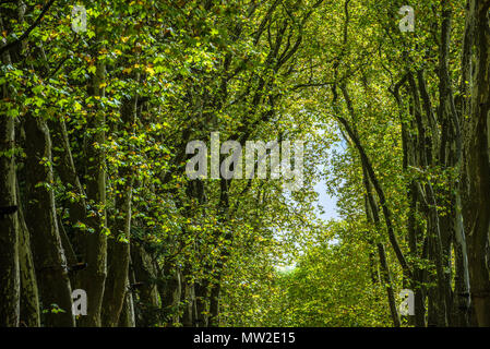 Weg, weg, weg mit grünen Bäumen im Wald Stockfoto