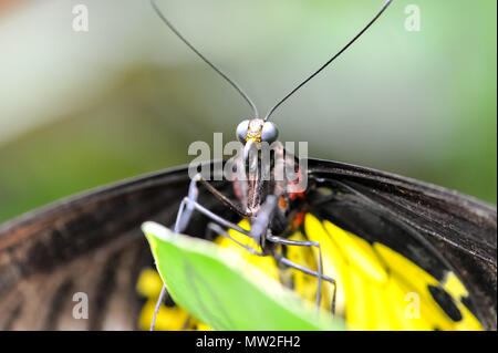 Porträt einer Gemeinsamen Birdwing (der Schmetterling Helena), die den Schwalbenschwanz (Papilionidae) Familie gehört. Nahaufnahme, Detail, dorsalansicht der schönen Yello Stockfoto