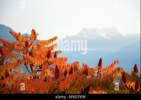 Sumac Strauch mit brillanten Herbst Laub gegen den Hintergrund der schneebedeckten Berggipfel. Die getrockneten, pulverisierten Früchte sind als Gewürz in der nahen Ostens verwendet Stockfoto