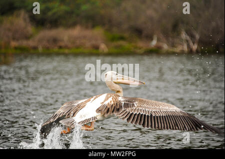 Afrikanische rosa-backed Pelican (Pelecanus Rufuscens) erhebt sich mit einem Splash. Lake Naivasha, Kenia Stockfoto