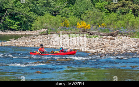 RIVER SPEY SPEYSIDE TAMDHU SCHOTTLAND KANU KANUTE ROT KANU MIT ZWEI PERSONEN IN DEN STROMSCHNELLEN DES FLUSSES IM FRÜHJAHR Stockfoto