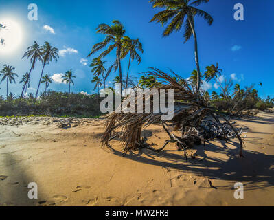 Foto bei Praia do Forte genommen, im Bundesstaat Bahia, Brasilien. Stockfoto