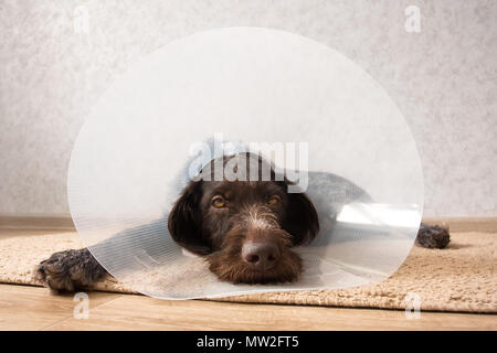 Hund tragen Kunststoffabdeckung elisabethanischen (Buster) Stellring Stockfoto