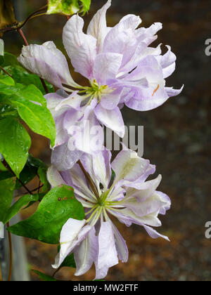 Anfang Sommer Blumen der Hardy laubabwerfende Kletterpflanze Clematis's 'Dennys Double" Stockfoto