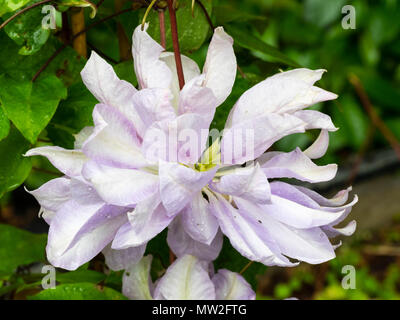 Anfang Sommer Blumen der Hardy laubabwerfende Kletterpflanze Clematis's 'Dennys Double" Stockfoto