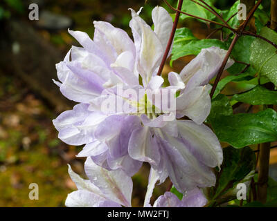 Anfang Sommer Blumen der Hardy laubabwerfende Kletterpflanze Clematis's 'Dennys Double" Stockfoto