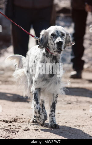 English Setter zu Fuß auf der Straße an der Leine Stockfoto