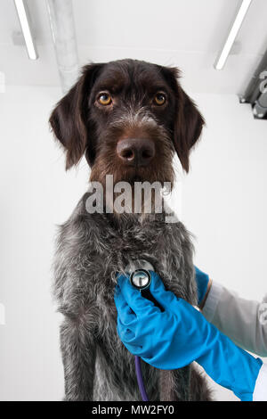 Die Hände der Berufsbildung untersuchen Hund mit Stethoskop in der Tierklinik Stockfoto