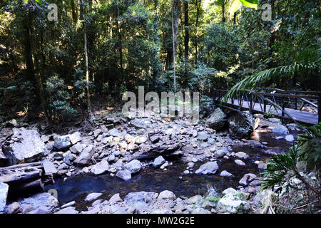 Die natürliche Brücke und Wasserfall bei Springbrook National Park in Queensland. Stockfoto