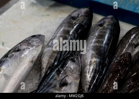 Detail frische Makrelen Kopf Fischmarkt Stockfoto