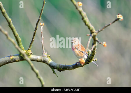 Gemeinsame hänfling (Linaria cannabina) männlich, UK, Mai Stockfoto