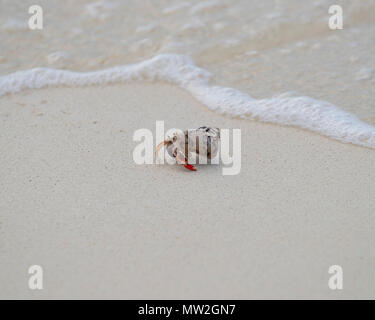 Karibik einsiedlerkrebs am Strand in Kuba Stockfoto