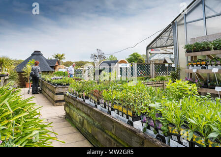 Pflanzen für den Verkauf in einem Gartencenter in Großbritannien. Stockfoto