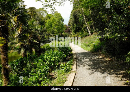 Ein Pfad in den subtropischen Trebah Garten in Cornwall. Stockfoto