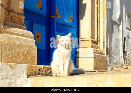 Die Katze sitzt auf der Straße in der Nähe der Tür. Sidi Bou Said, Tunesien. Stockfoto