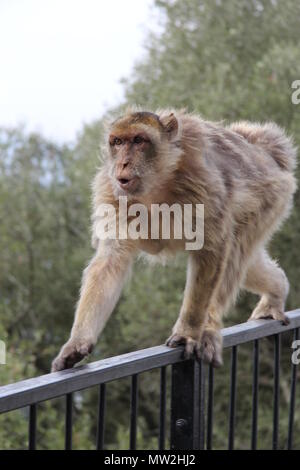 Nahaufnahme der Affe auf Balustrade Stockfoto