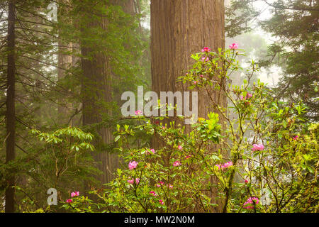 Rhododendren im Frühjahr im kalifornischen Redwood National- und State Park Stockfoto