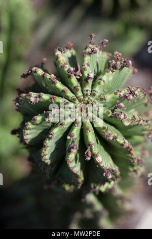 Afrikanische Milch Barrel, Spikeuforbia (Euphorbia horrida) Stockfoto