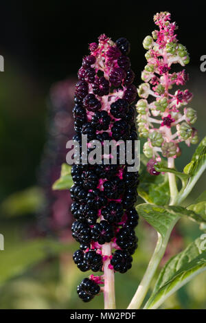 Indische Poke, Kermesbär (Phytolacca acinosa) Stockfoto