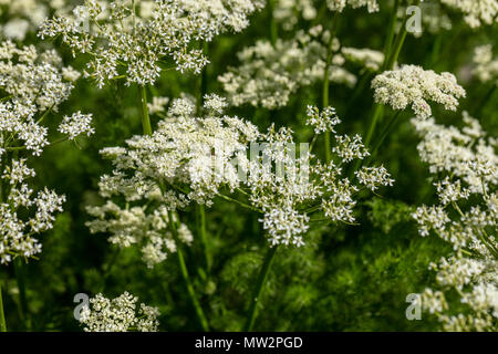 Baldmoney, Björnrot (Meum athamanticum) Stockfoto