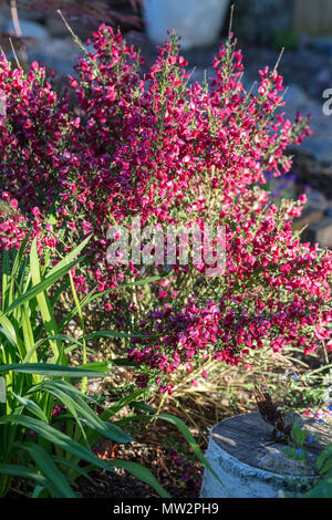 'Boskoop Ruby' cytisus Ginster, Hollänsk ginst (Cytisus × boskoopii) Stockfoto