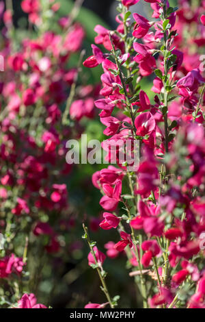 'Boskoop Ruby' cytisus Ginster, Hollänsk ginst (Cytisus × boskoopii) Stockfoto