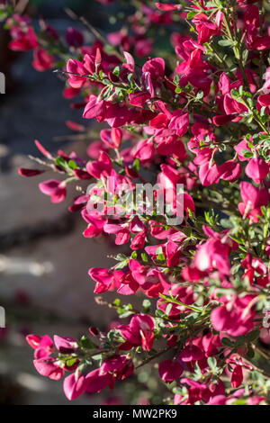 'Boskoop Ruby' cytisus Ginster, Hollänsk ginst (Cytisus × boskoopii) Stockfoto