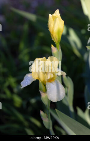 'Helge' Intermediate bärtigen Iris, Skäggiris (Iris germanica) Stockfoto