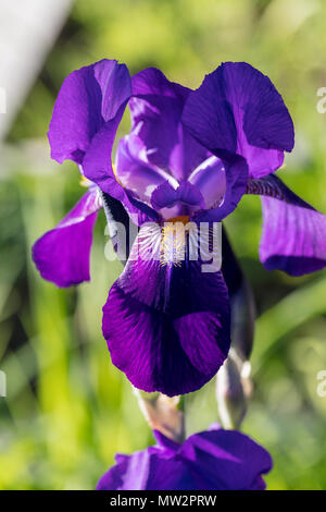 "Joanna" Tall Bearded Iris, Skäggiris (Iris germanica) Stockfoto