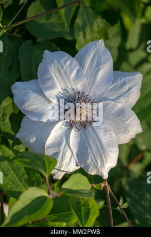 'Miss Bateman' frühe Großblütige Gruppe, Klematis (Clematis) Stockfoto