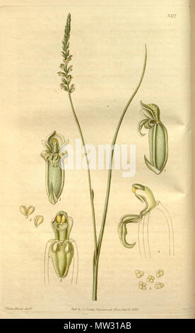 . Abbildung: Microtis parviflora. 1835. Franz Bauer (1758-1840) Del., Swan sc. 415 Microtis parviflora Stockfoto